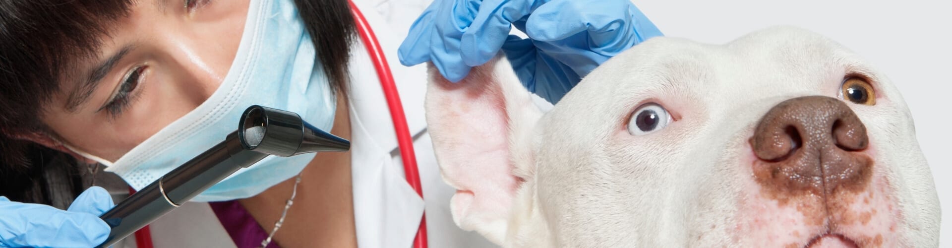 What To Do When Your Dog Loses His Hearing