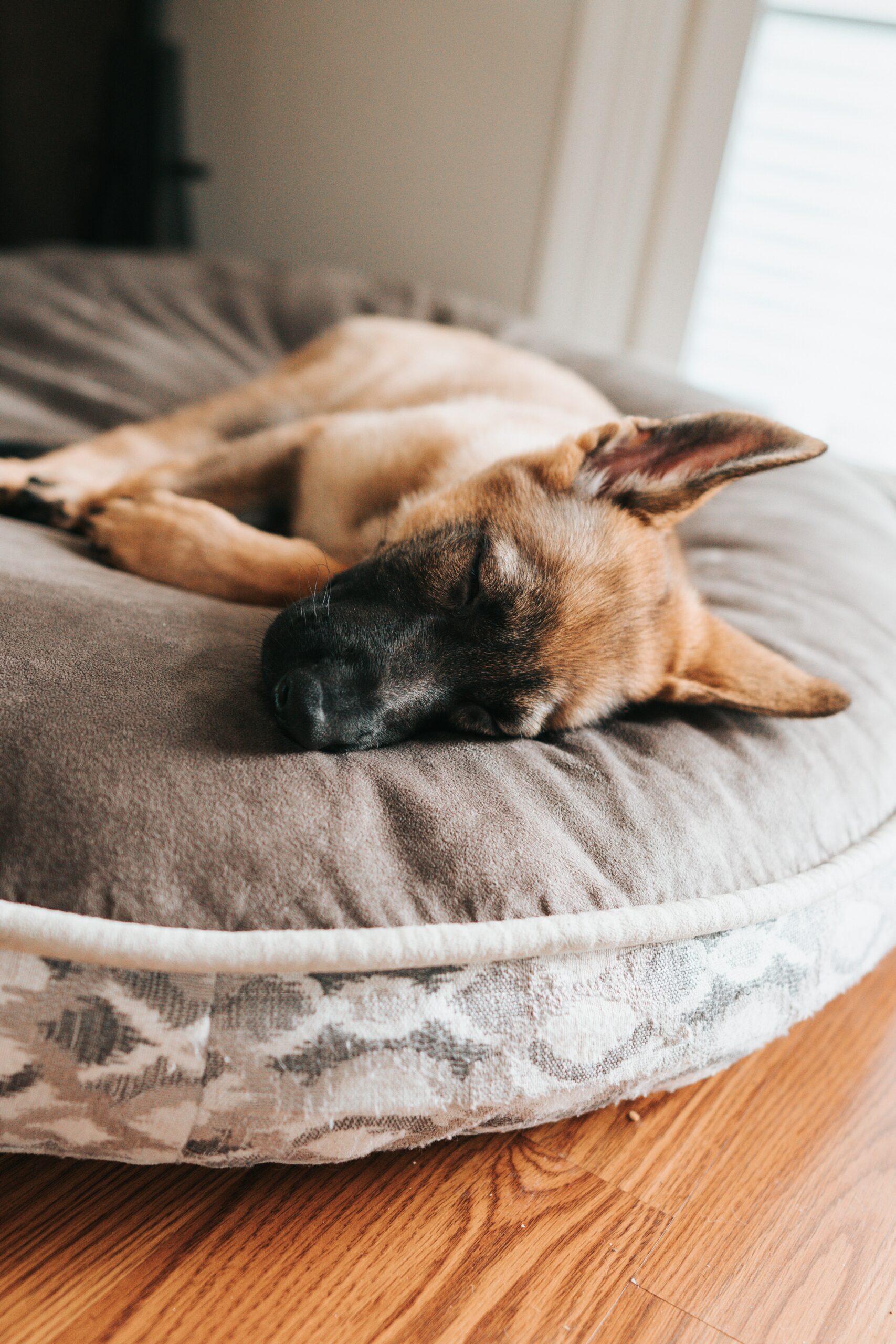The Ultimate Guide to Enhancing Your Dogs Well-being through a Bedtime Routine