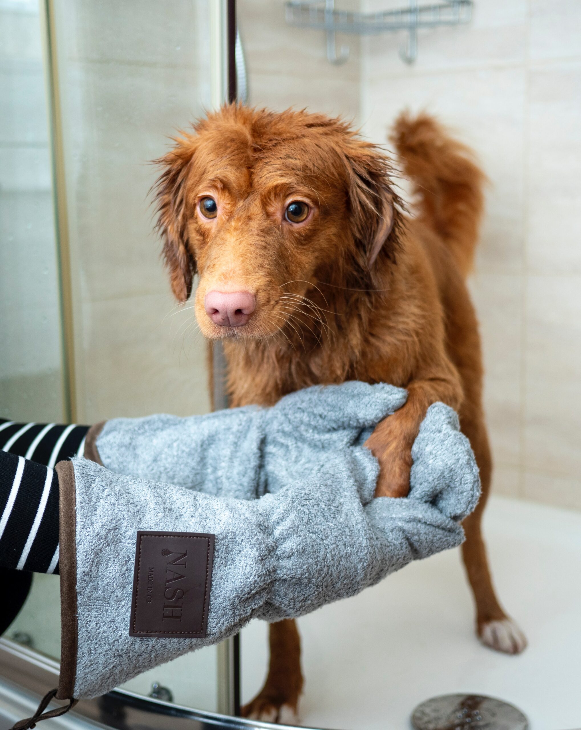 Grooming Tips: Overcoming Dog Bath Time Anxiety and Resistance