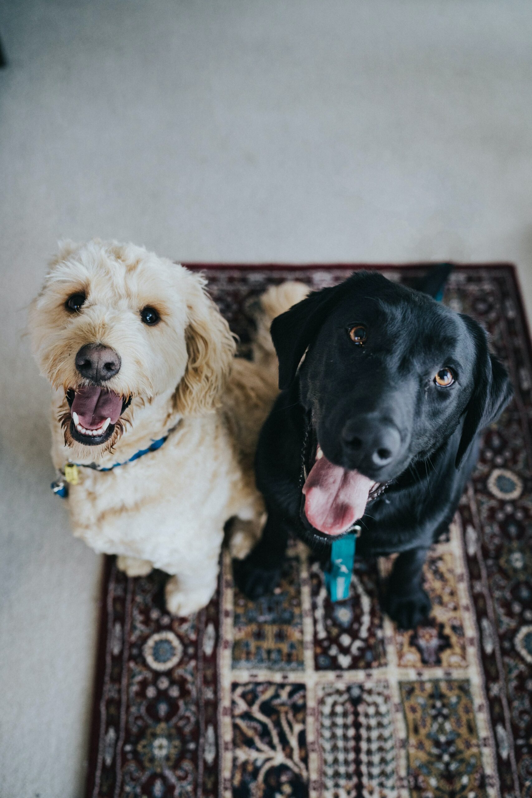 Overcoming Common Challenges in Dog Socialization