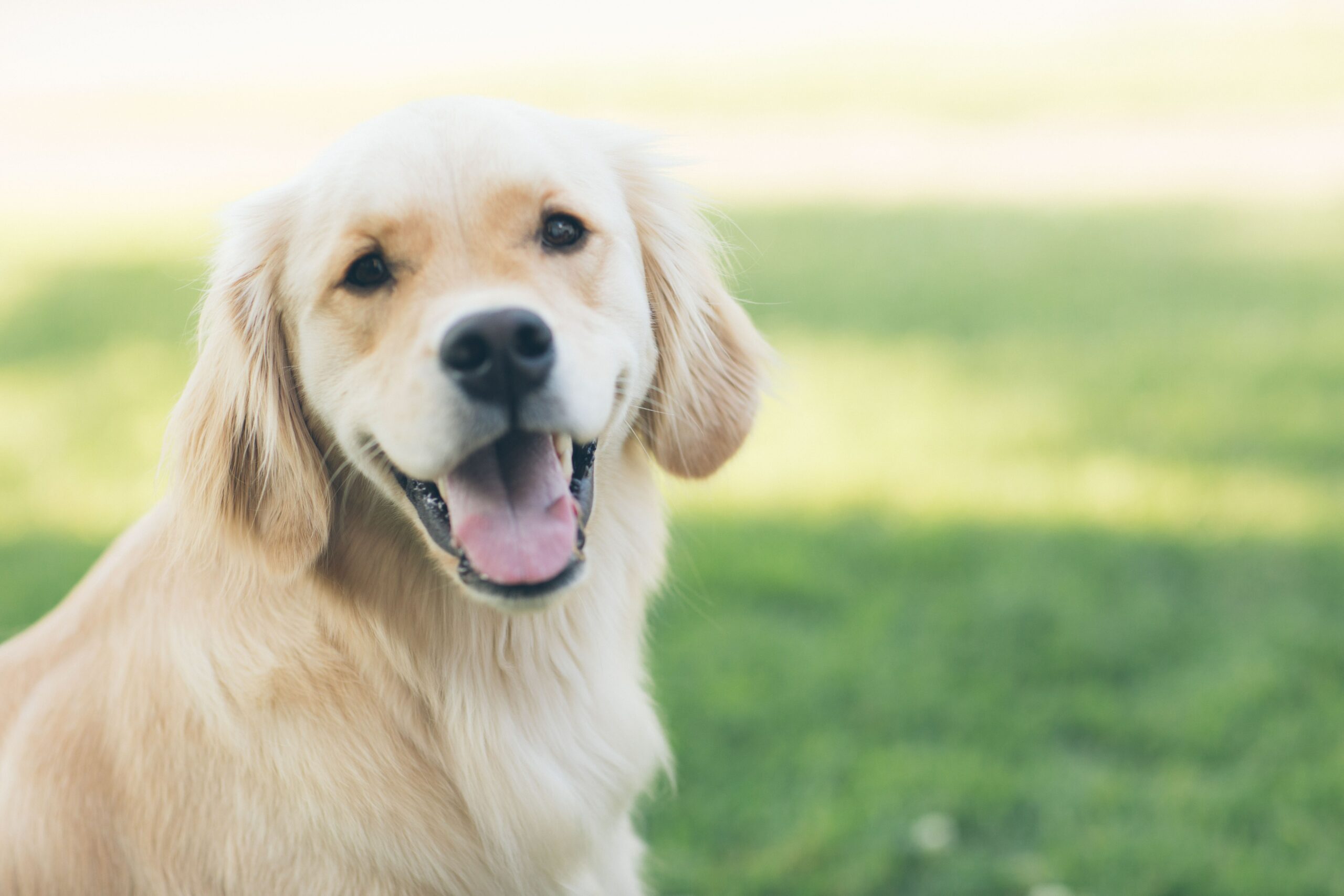 Understanding and Preventing UTIs in Dogs: Causes, Risk Factors, Diagnosis, and Treatment