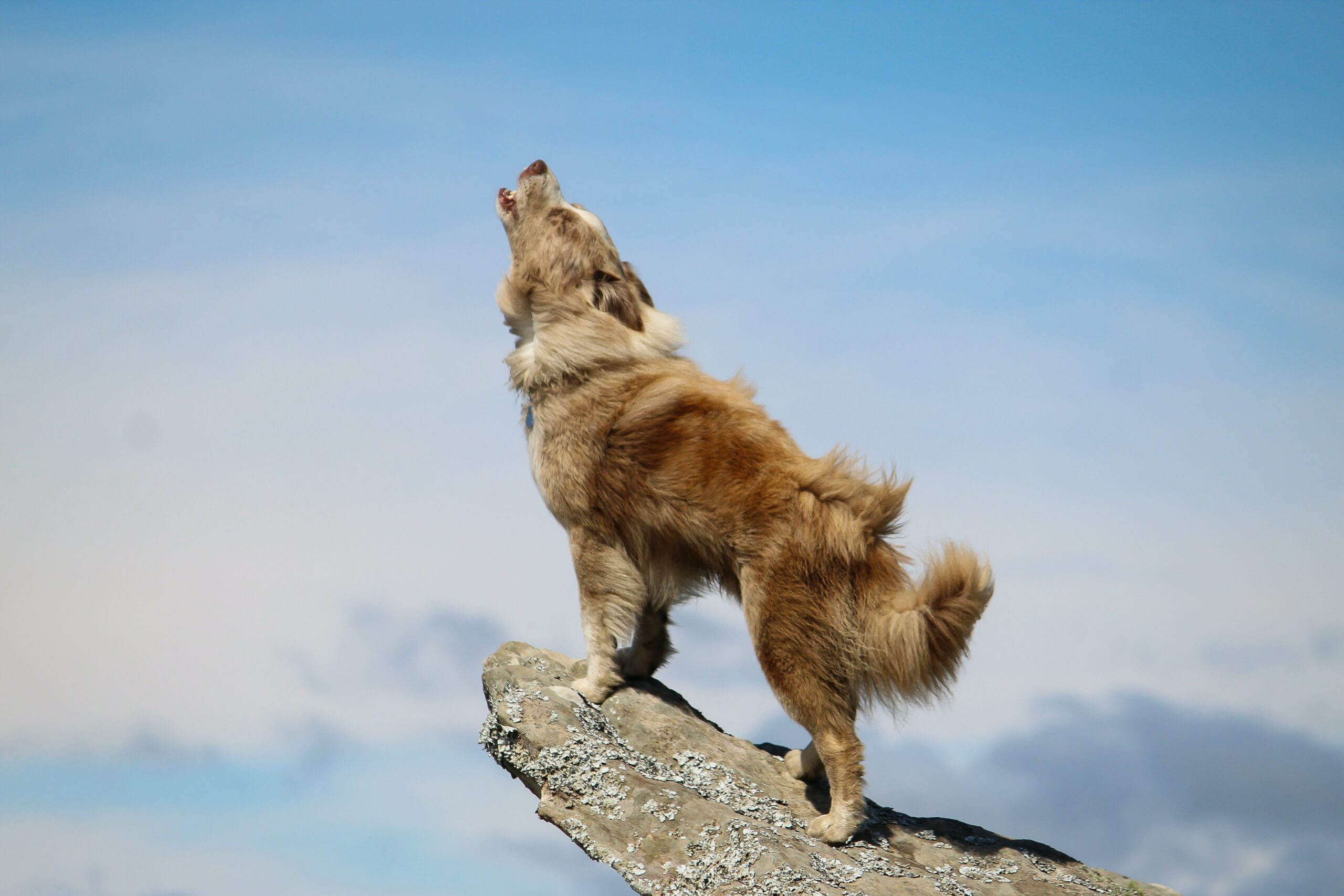 Why Do Dogs Howl? The Evolutionary Link Between Wolves and Dogs