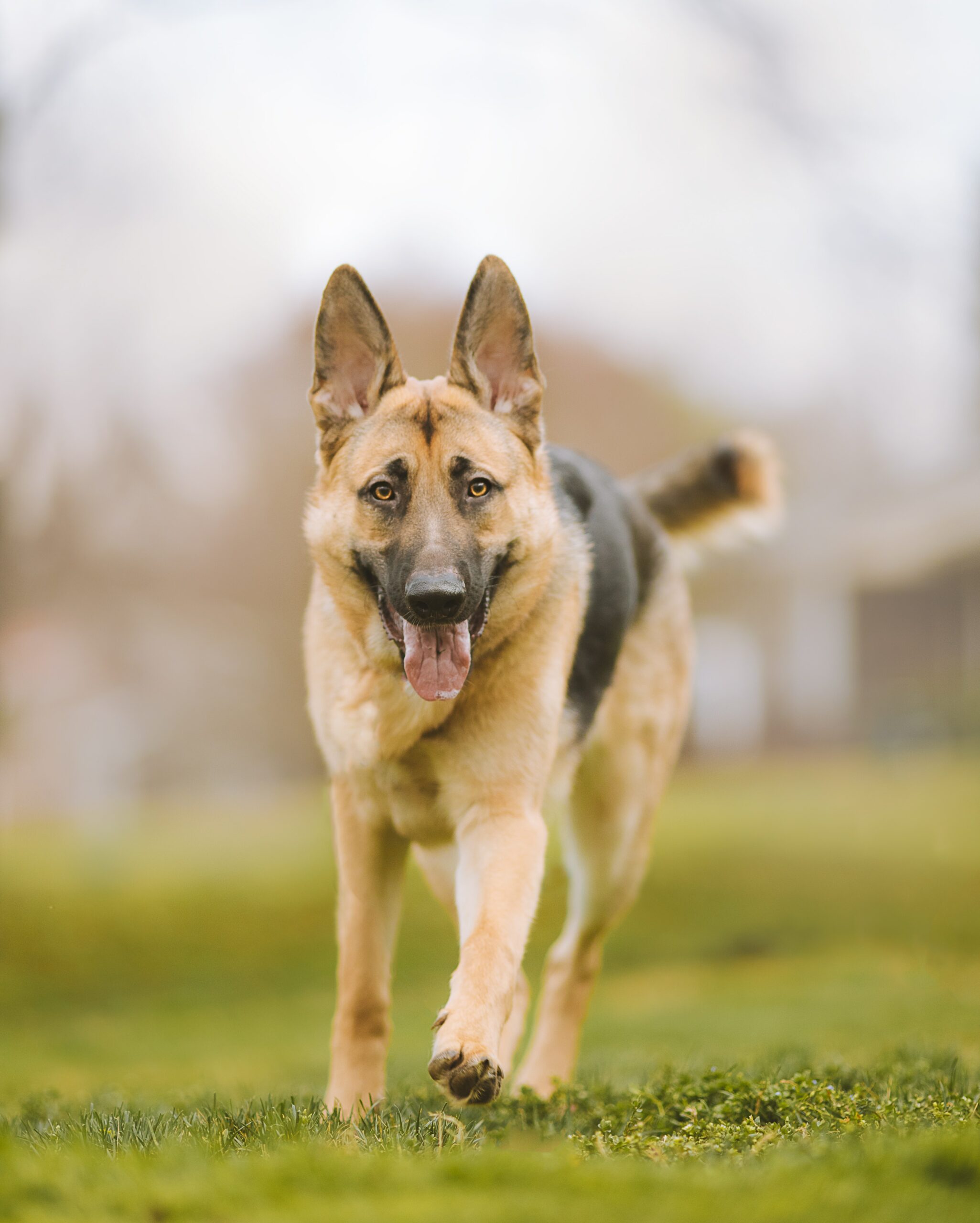 Incorporating Exercise: A Guide to Keeping Your Dog Fit and Happy