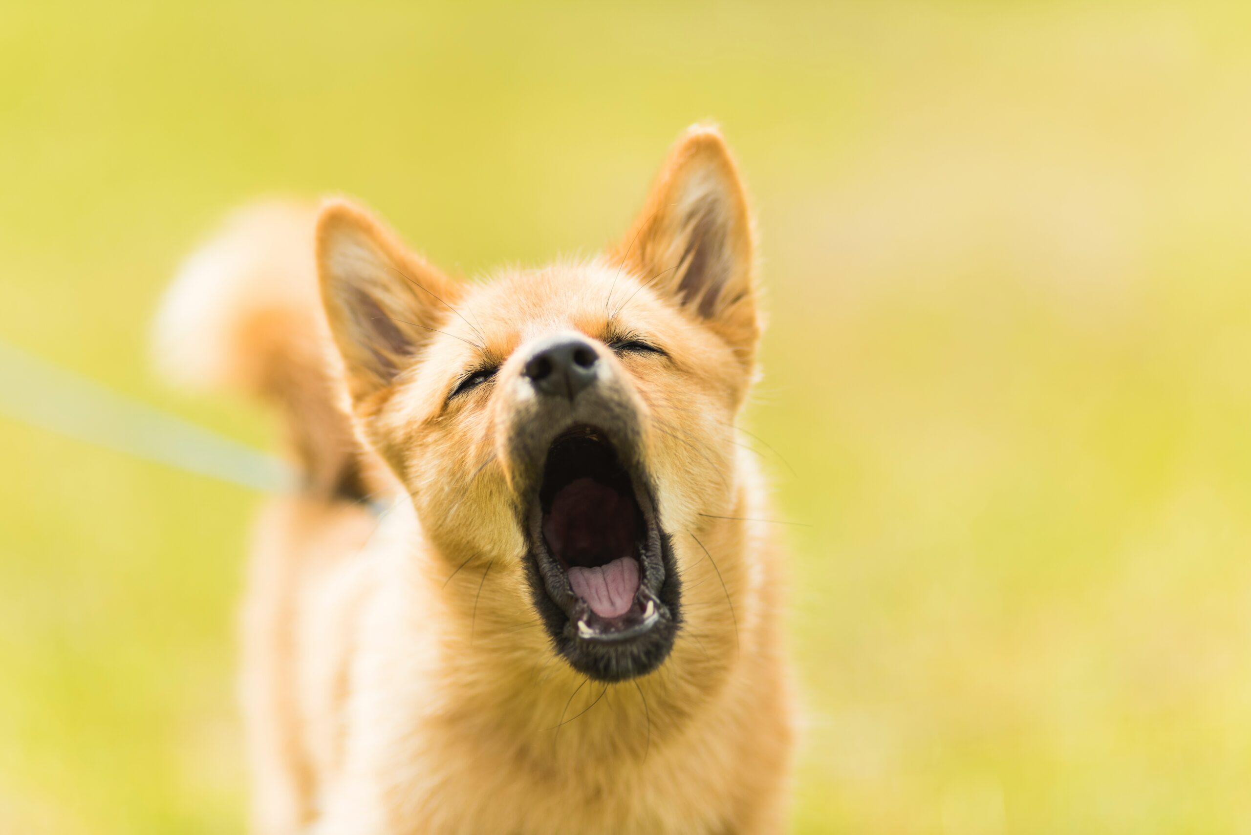 Why Do Dogs Howl? The Evolutionary Link Between Wolves and Dogs