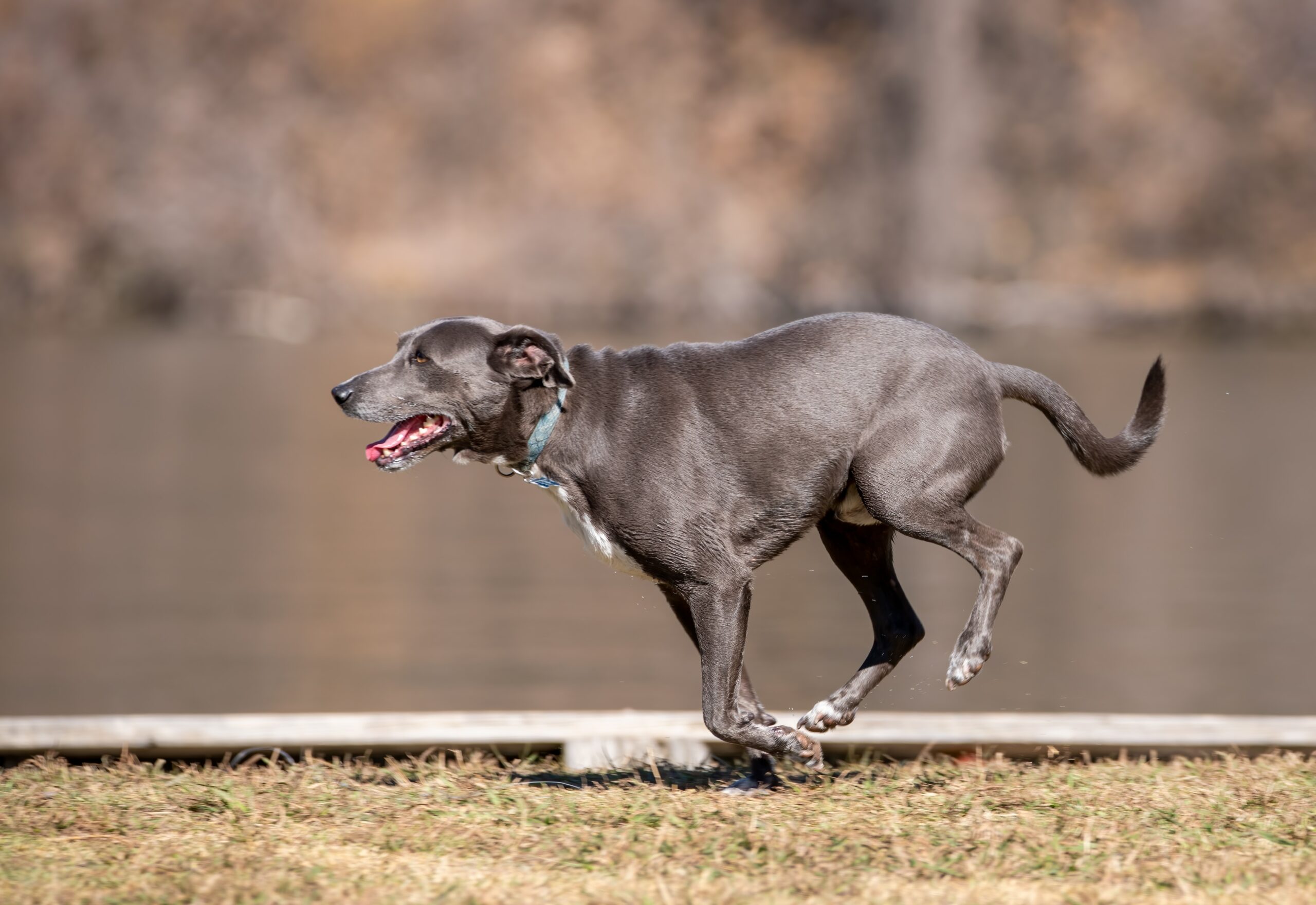 Incorporating Exercise: A Guide to Keeping Your Dog Fit and Happy