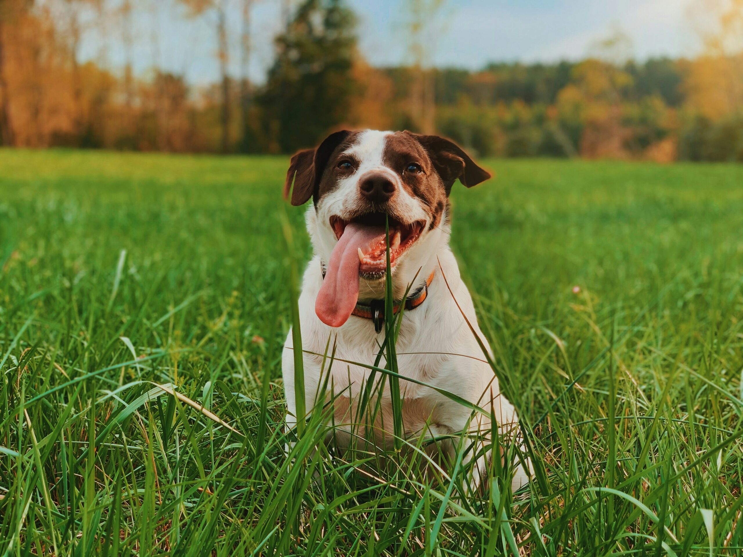 Exploring the Canine Social Circle: How Social Support and Environment Impact Dog Longevity