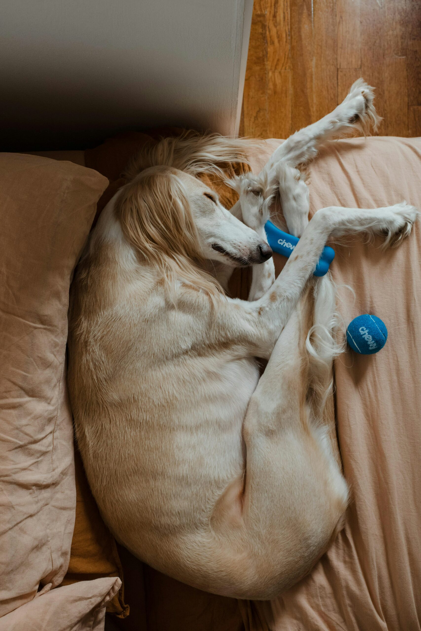 Discover the hidden meanings behind common dog sleeping positions and deepen your bond with your furry friend.