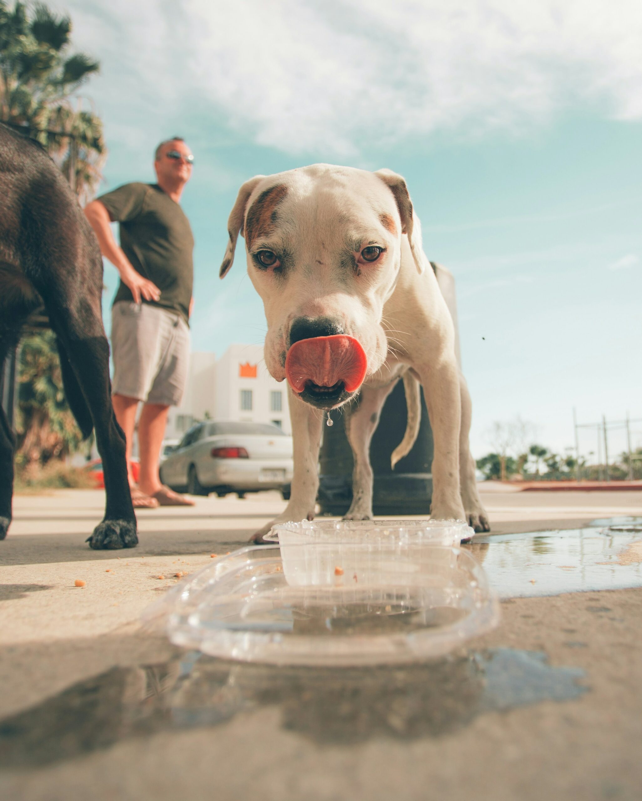 Preventing Heat Stroke in Dogs: Essential Tips for a Safe Summer