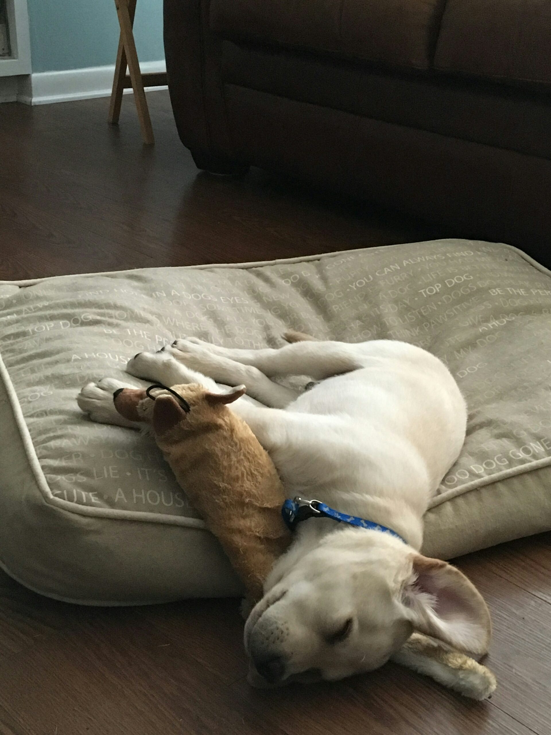 Decoding Your Dogs Sleeping Habits: What Their Positions Reveal