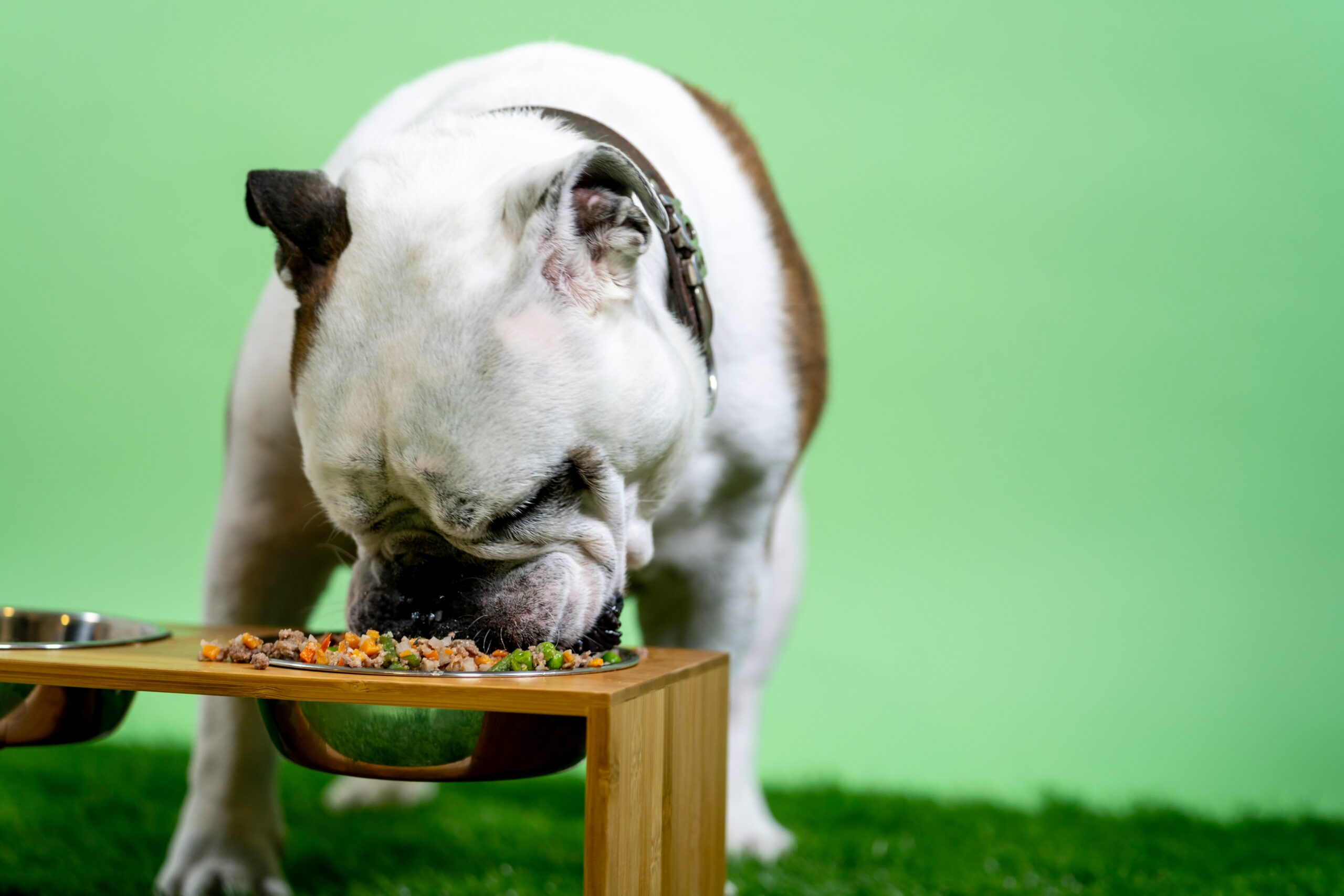 Meeting the Nutritional Needs of Your Canine Companion