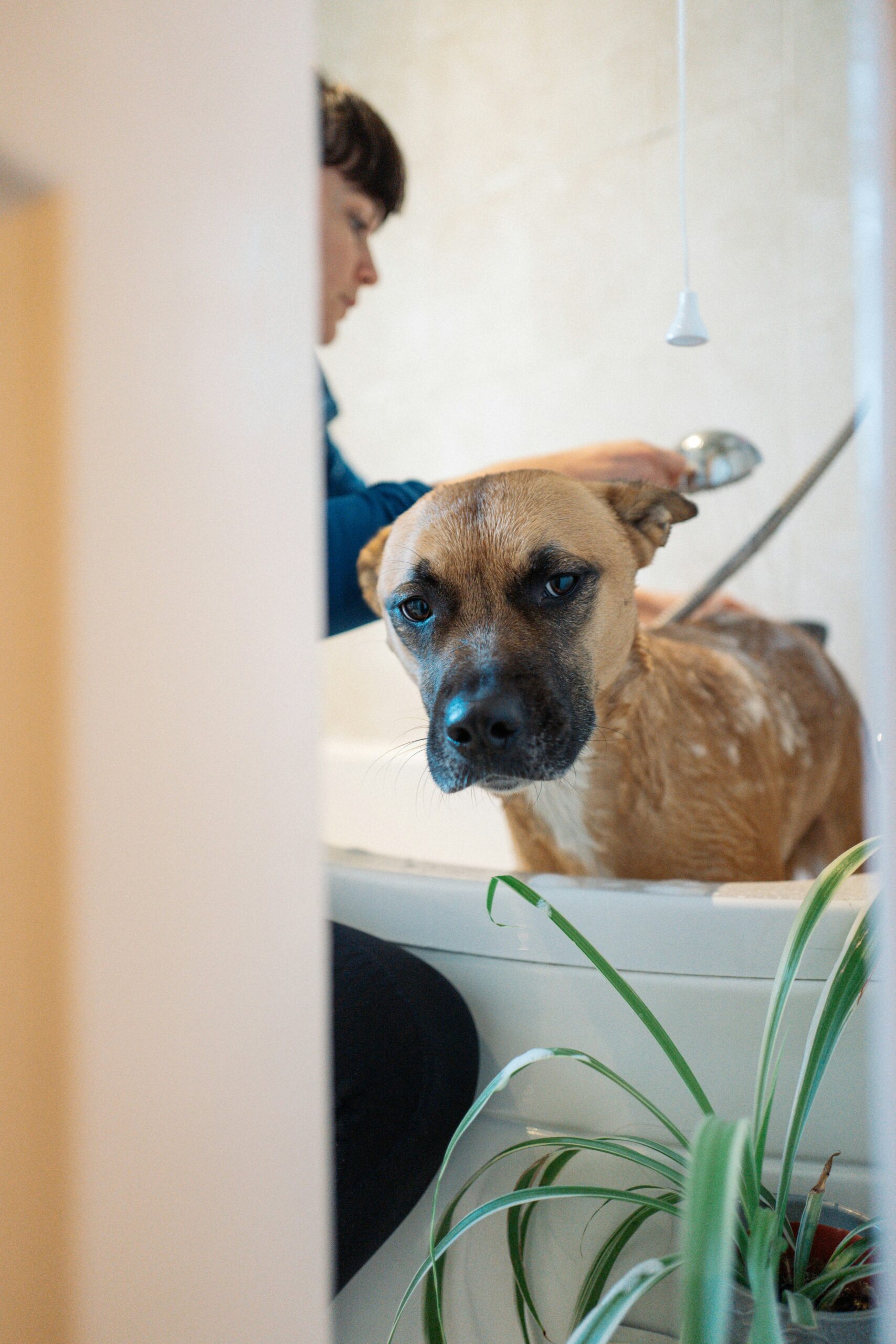 The Ultimate Guide to Choosing the Perfect Dog Shampoo