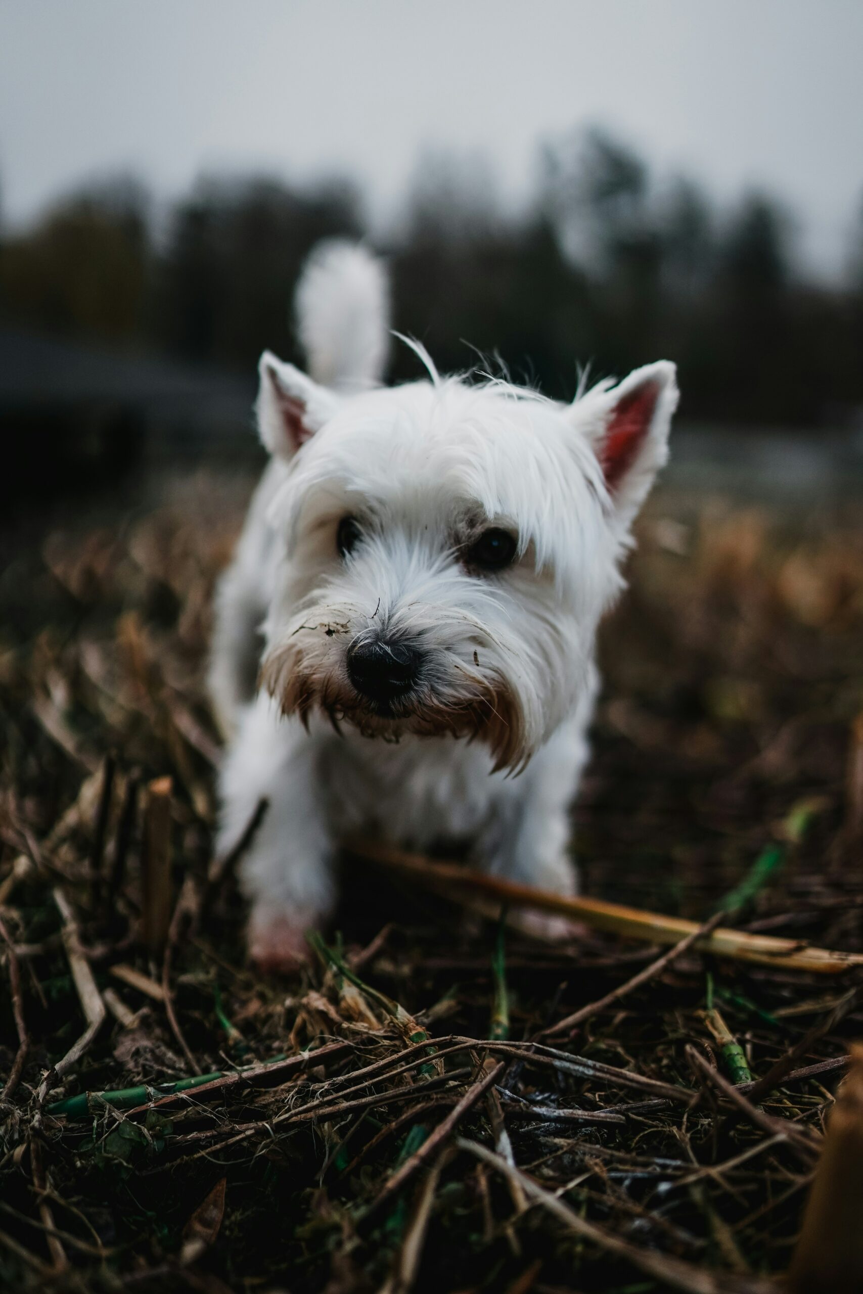 Effective Strategies for Preventing and Managing Dog Allergies