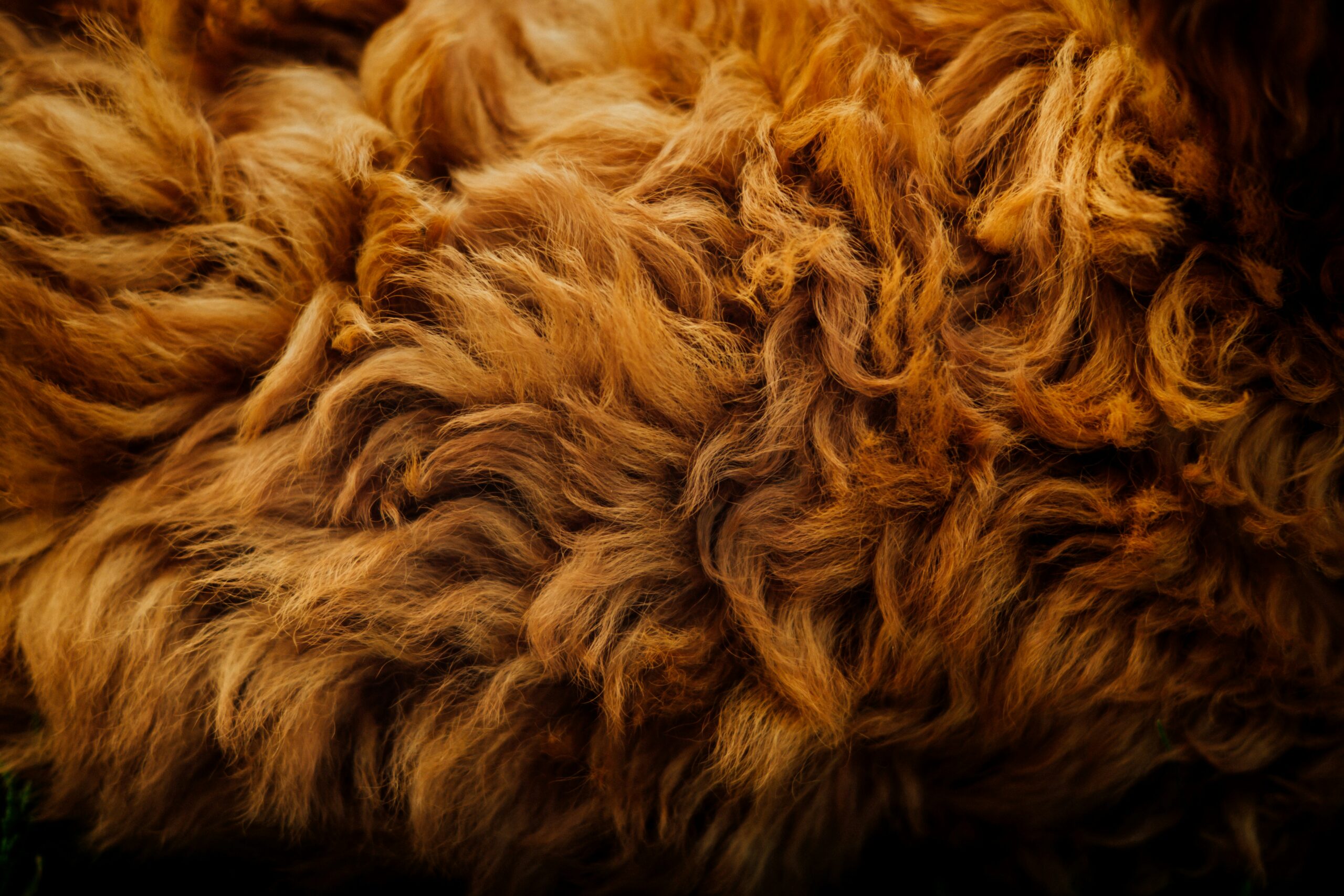 Unraveling the Genetic Tapestry: Evolutionary Insights into Dog Fur and Hair