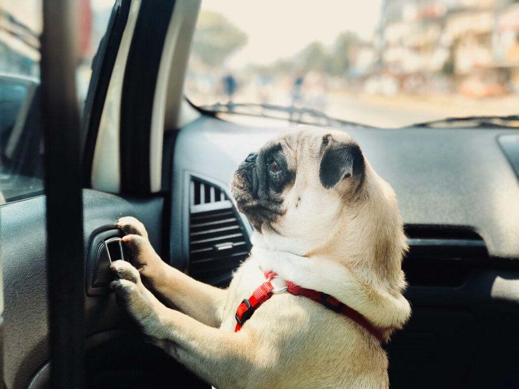 Helping Puppies Get Used to Car Rides Early: A Guide to Stress-Free Travel