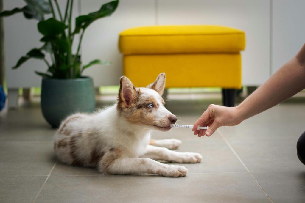 Building a Dog-Safe Medicine Cabinet at Home