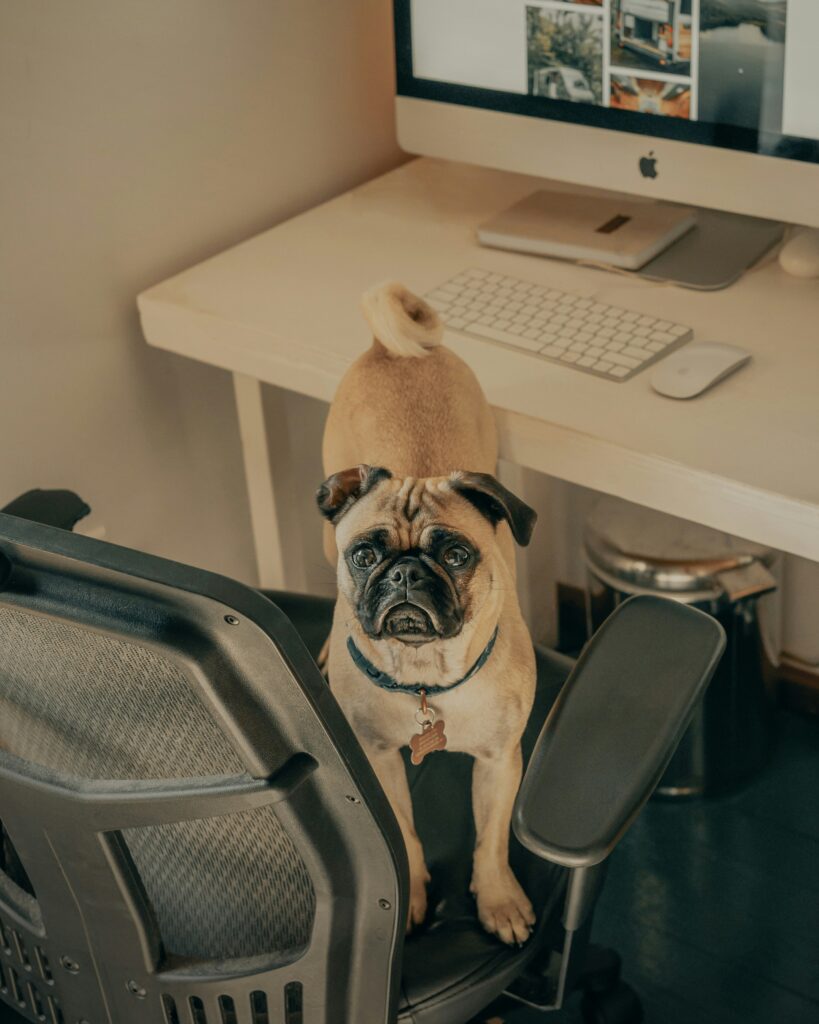 Dogs Support Mental Health at Work