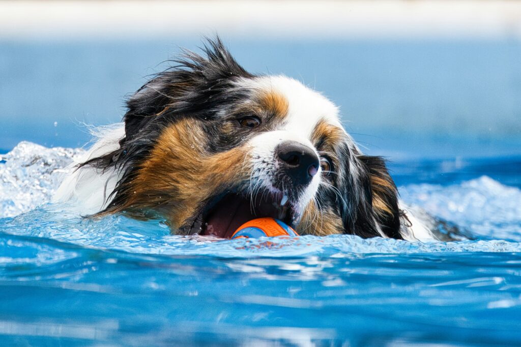 Canine Athletes & Swimming: Building Strength and Endurance Safely
