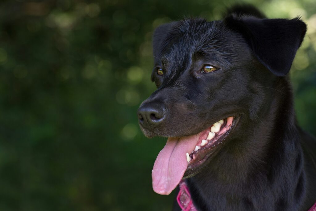 Panting at Night: Why Your Dog Might Be Restless
