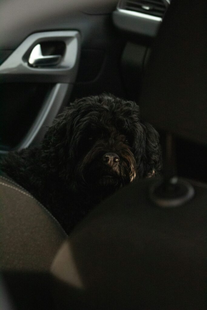Helping Puppies Get Used to Car Rides Early: A Guide to Stress-Free Travel
