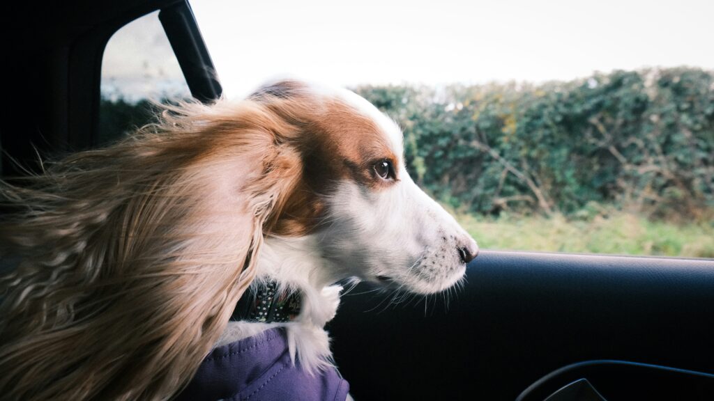Helping Puppies Get Used to Car Rides Early: A Guide to Stress-Free Travel