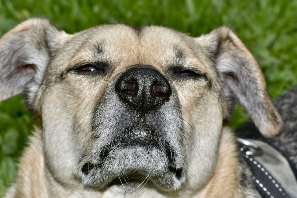 Managing Dust Mite Allergies in Dogs