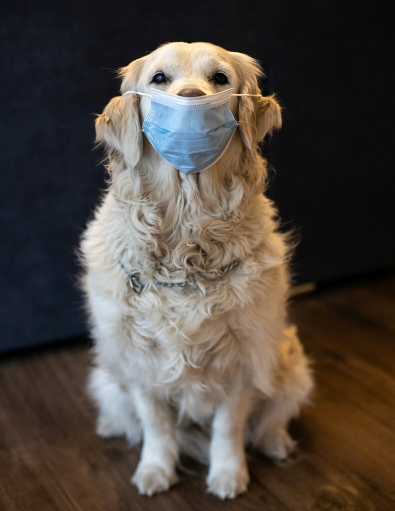 Managing Dust Mite Allergies in Dogs