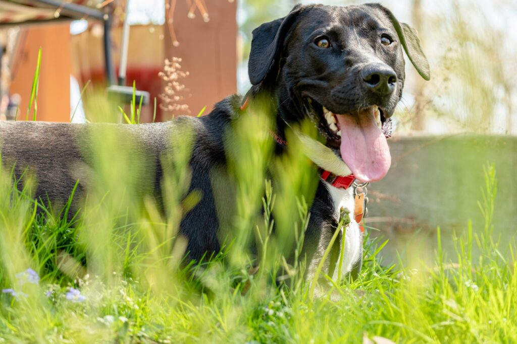 Panting at Night: Why Your Dog Might Be Restless