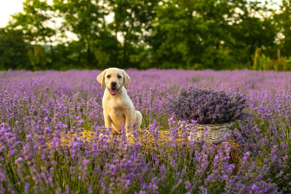 Managing Dust Mite Allergies in Dogs