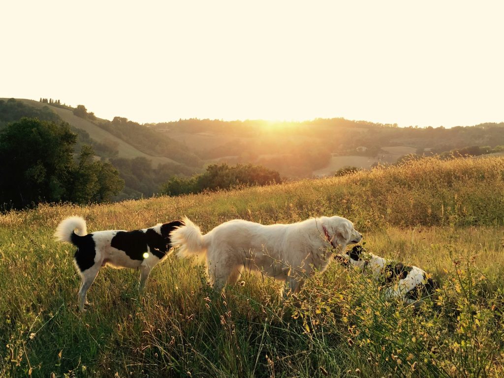 Mindful Walking: Turn Walks Into Bonding Time