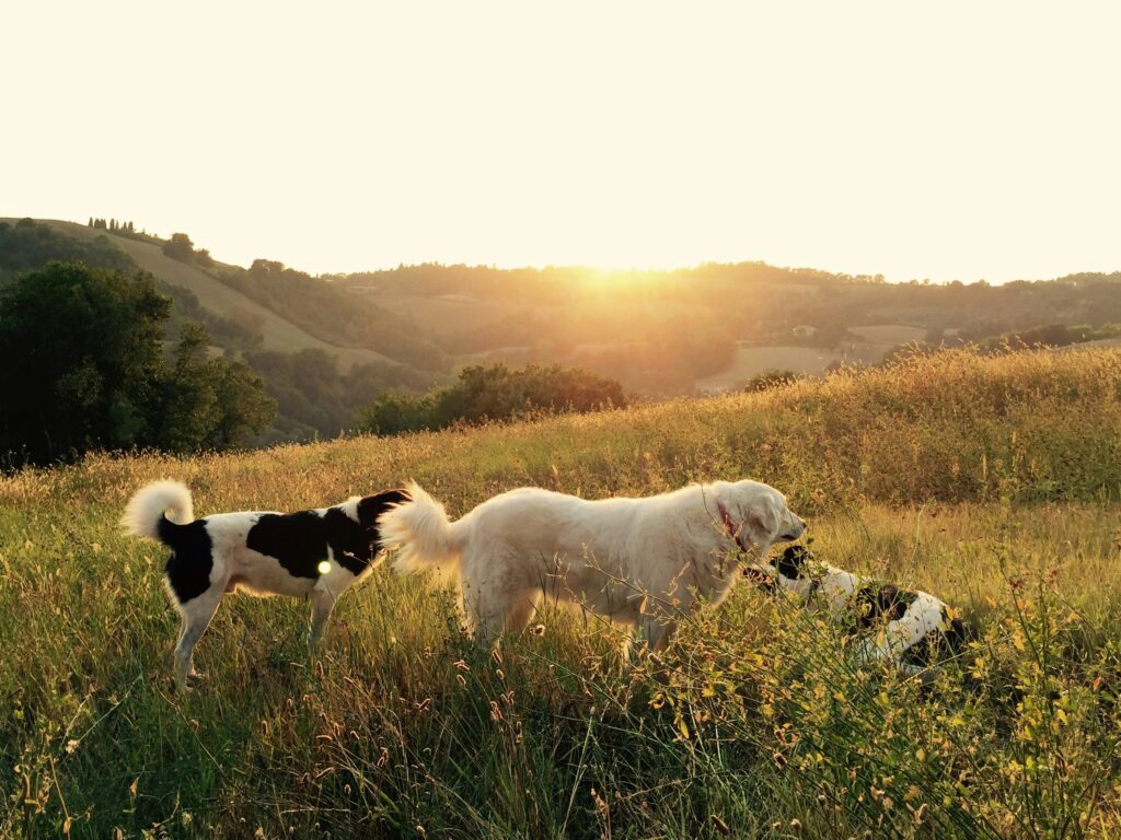 Healthy Habits for a Happy, Long-Lived Dog
