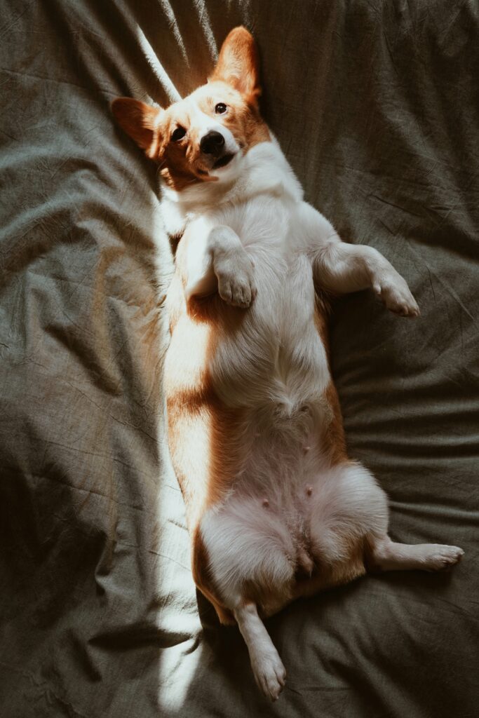 How Exercise Supports Your Dog’s Gut Health