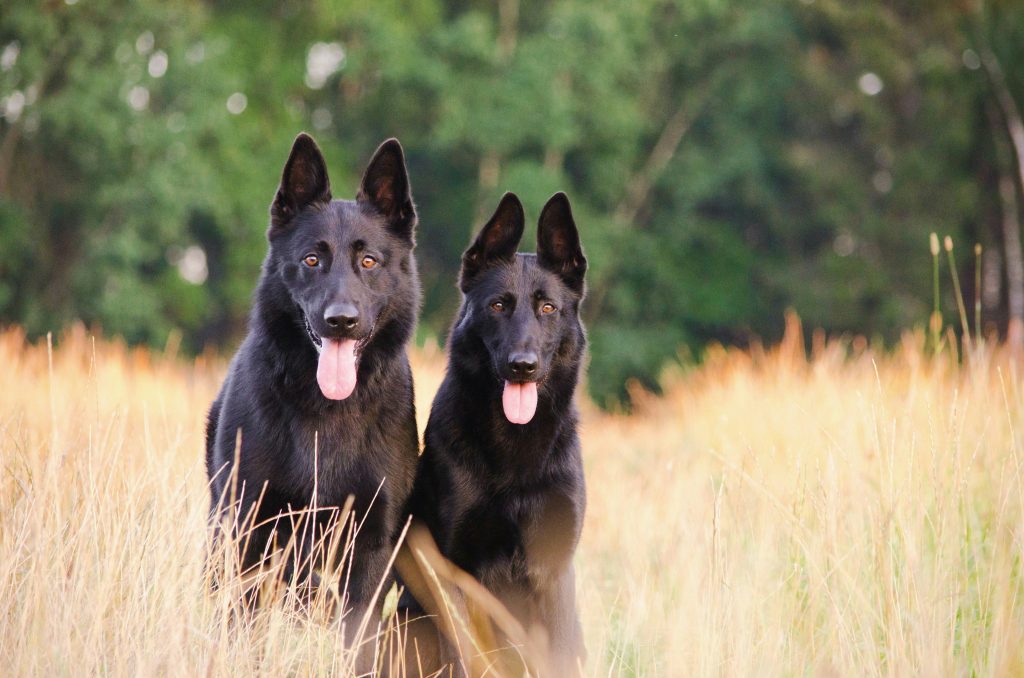 Mindful Walking: Turn Walks Into Bonding Time