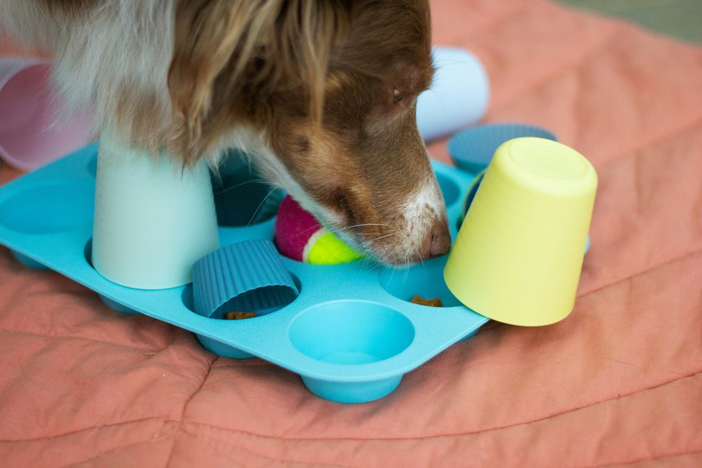 The Power of Puzzle Toys for Dog Mental Health