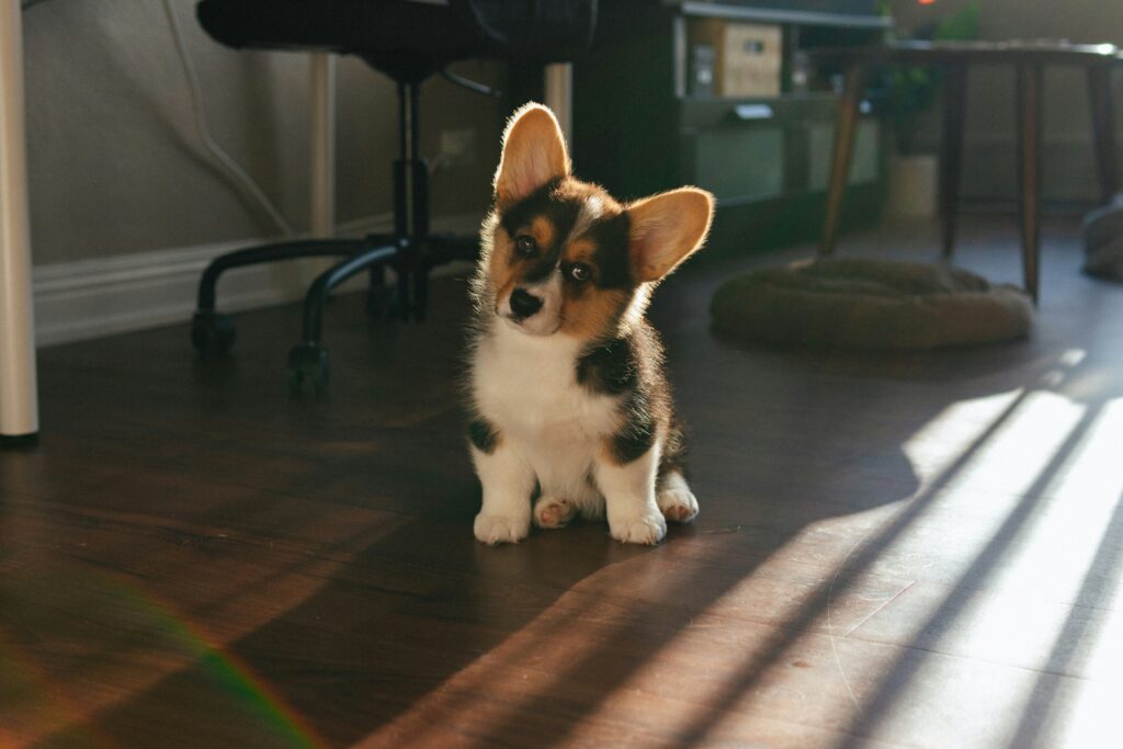 Essential Grooming Tips for a Healthy Dog