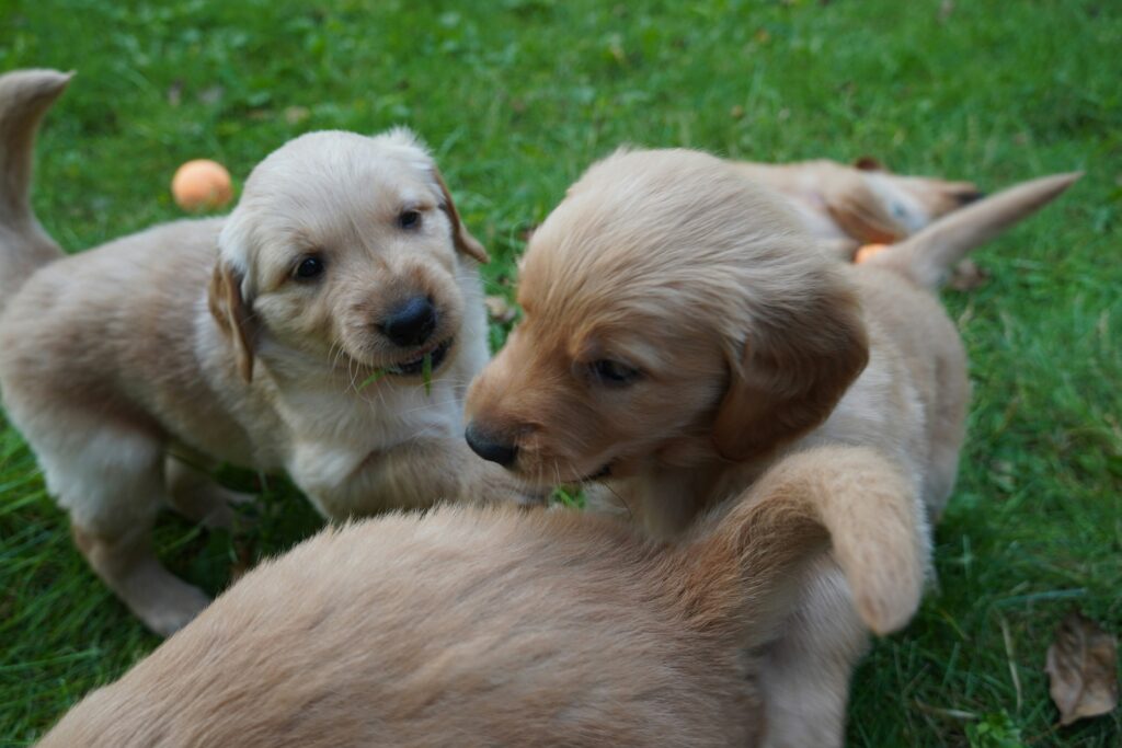 Building Puppy Confidence Through Play
