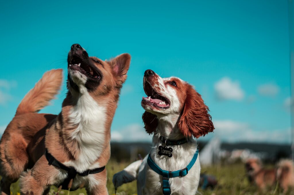 Healthy Habits for a Happy, Long-Lived Dog
