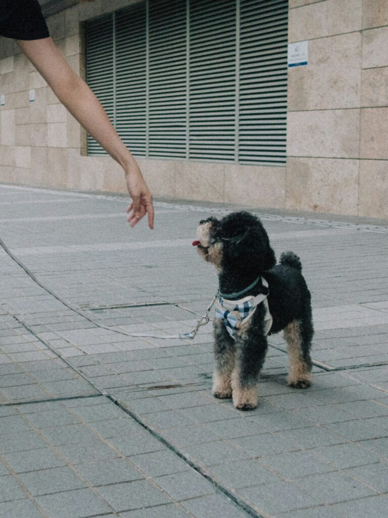 Best Homemade Treats for Happy, Healthy Dogs