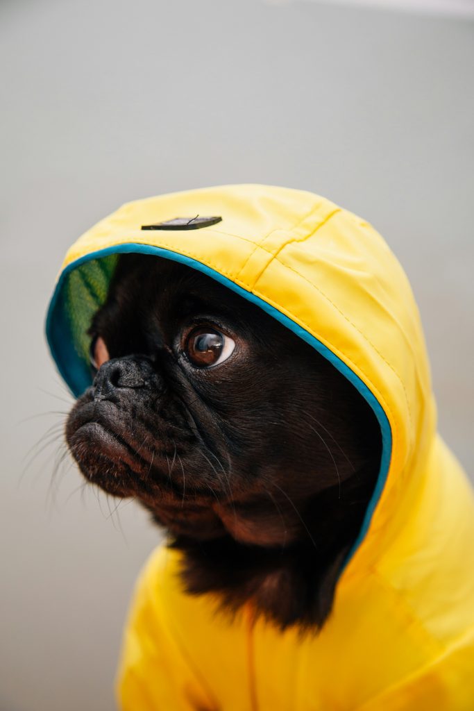 Seasonal Allergies and Dogs: What to Know