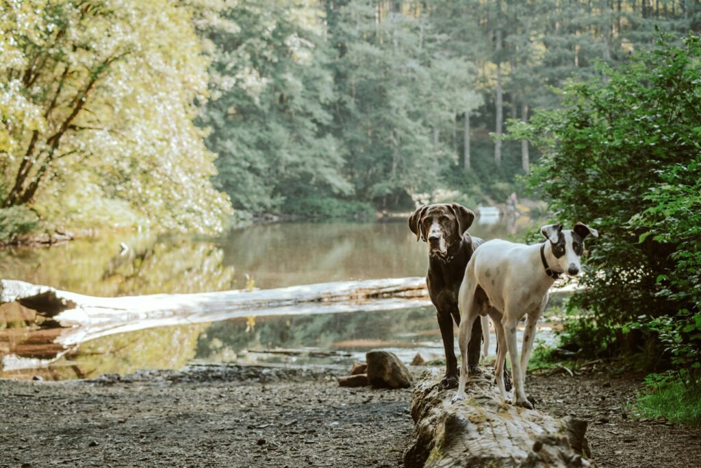 Healthy Habits for a Happy, Long-Lived Dog