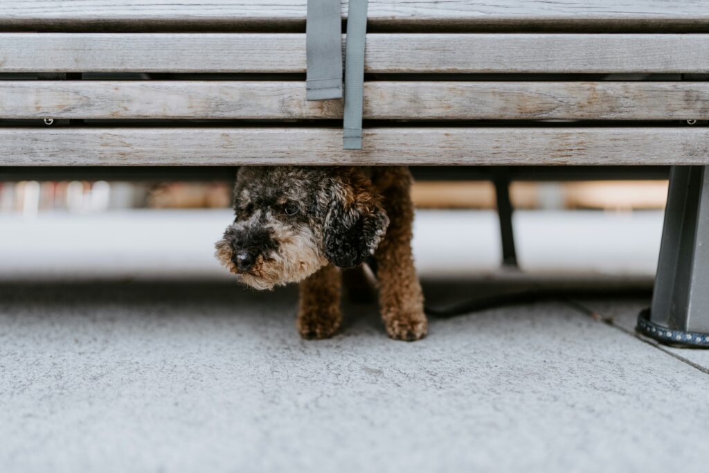 When Pain or Illness Makes Dogs Anxious