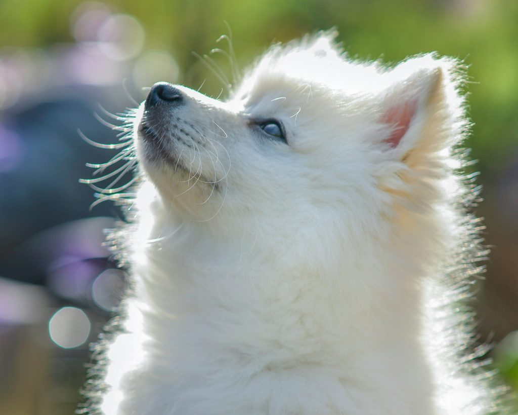 Seasonal Allergies and Dogs: What to Know