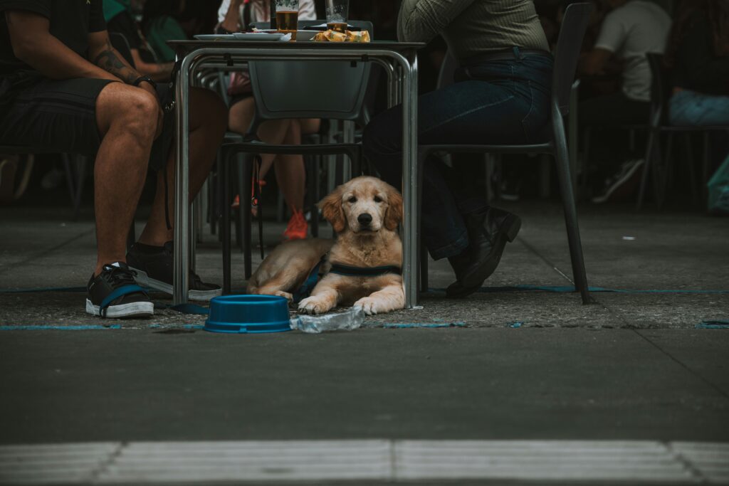 When Pain or Illness Makes Dogs Anxious