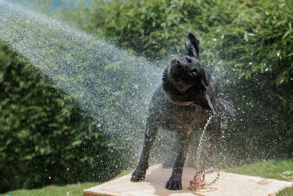Safe Outdoor Activities for Summer Dogs