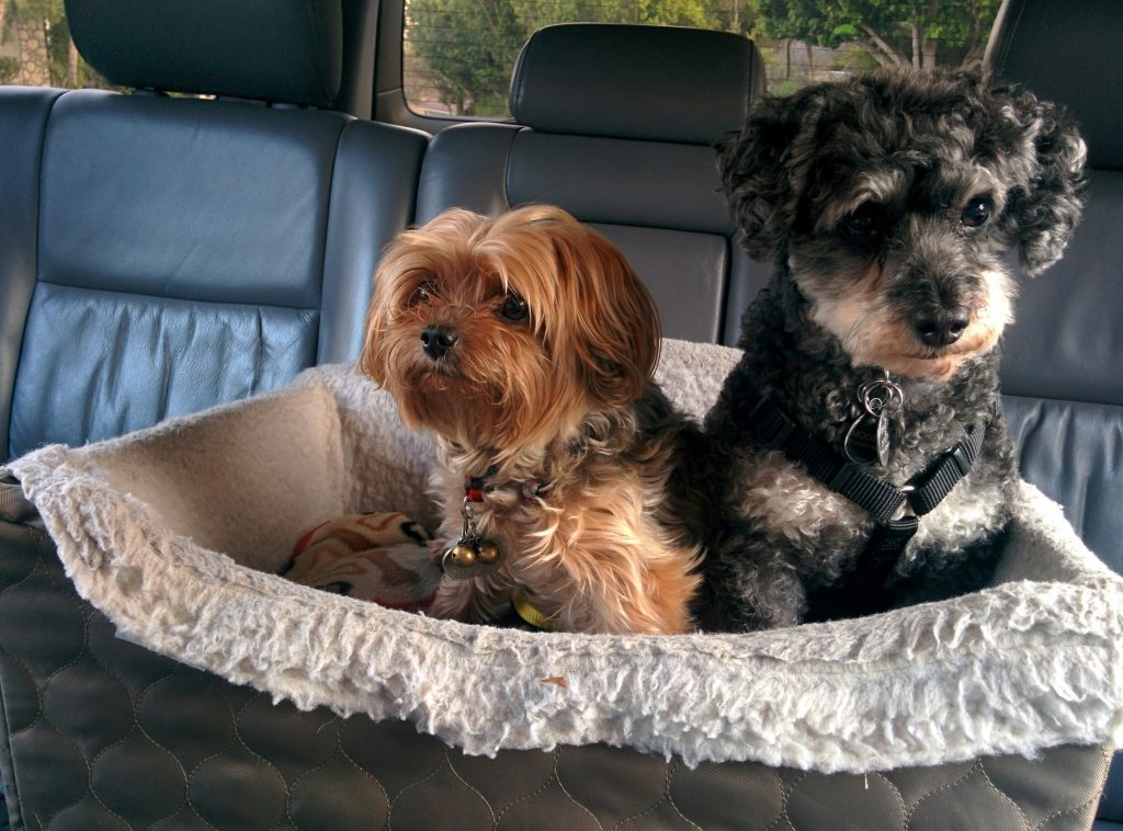 What to Do If Your Dog Gets Sick Traveling