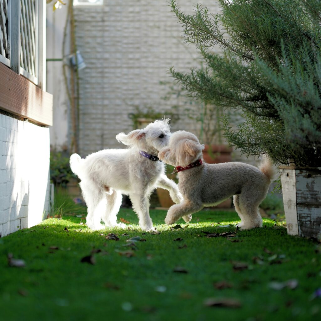 Building Puppy Confidence Through Play