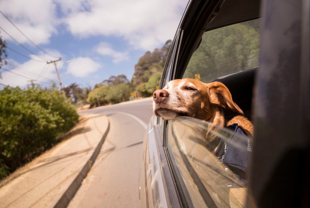 What to Do If Your Dog Gets Sick Traveling