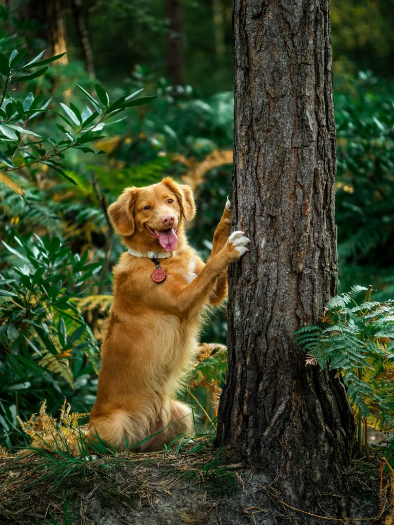How to Compost Dog Waste Safely