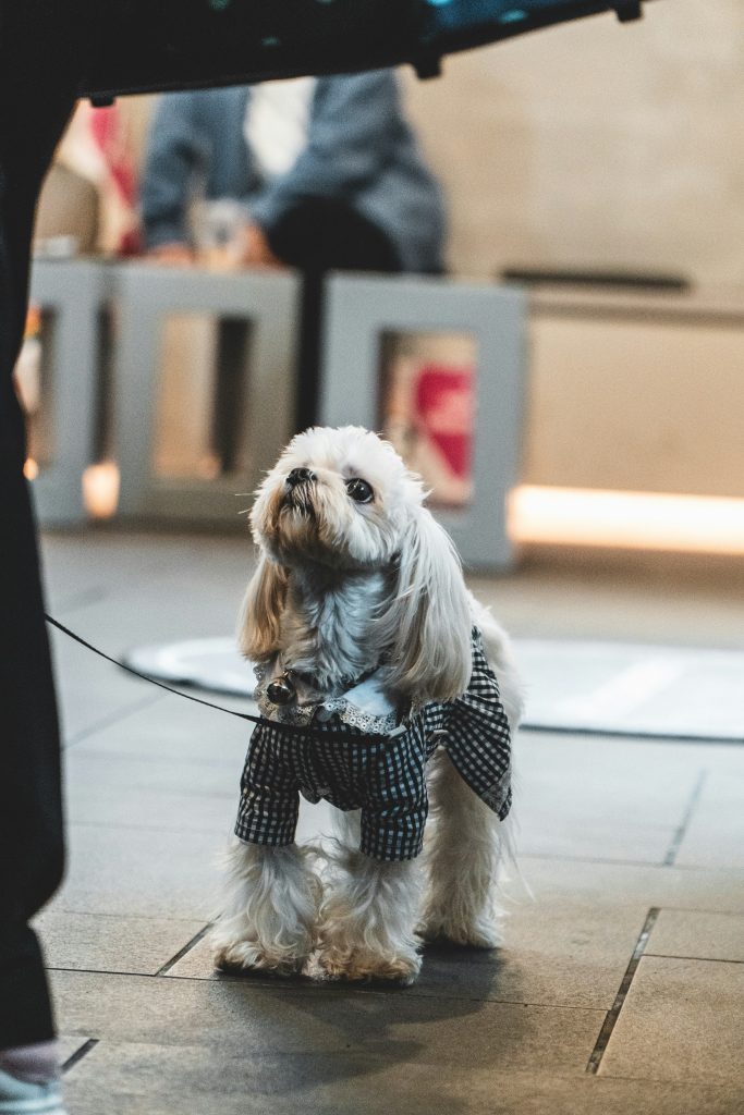 What to Do If Your Dog Gets Sick Traveling