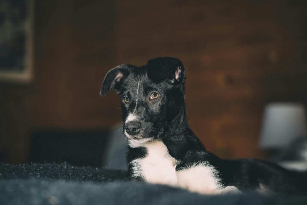 How to Compost Dog Waste Safely