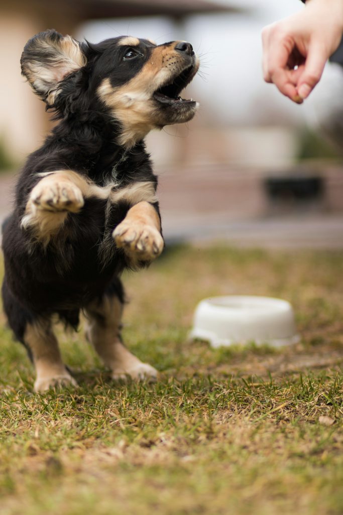How Potty Training Builds Trust with Your Puppy